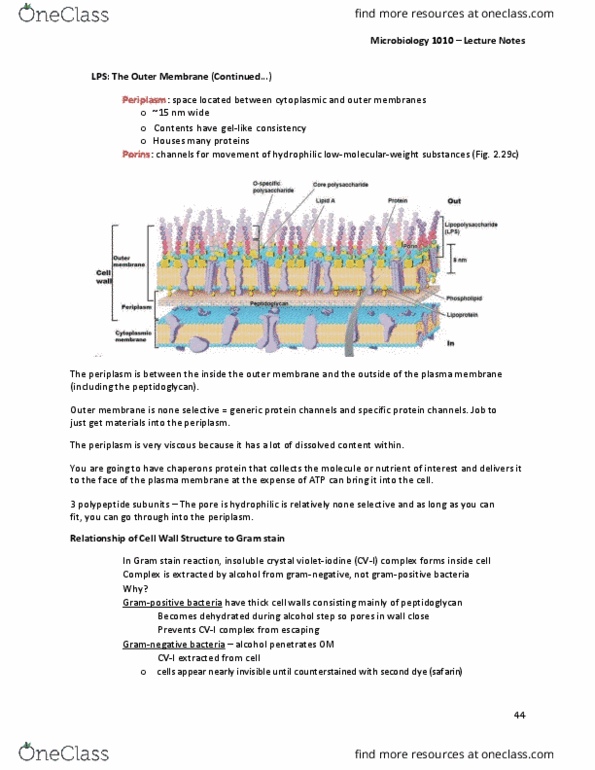 MBIO 1010 Lecture Notes - Lecture 8: Gram Staining, Pseudopeptidoglycan, Crystal Violet thumbnail