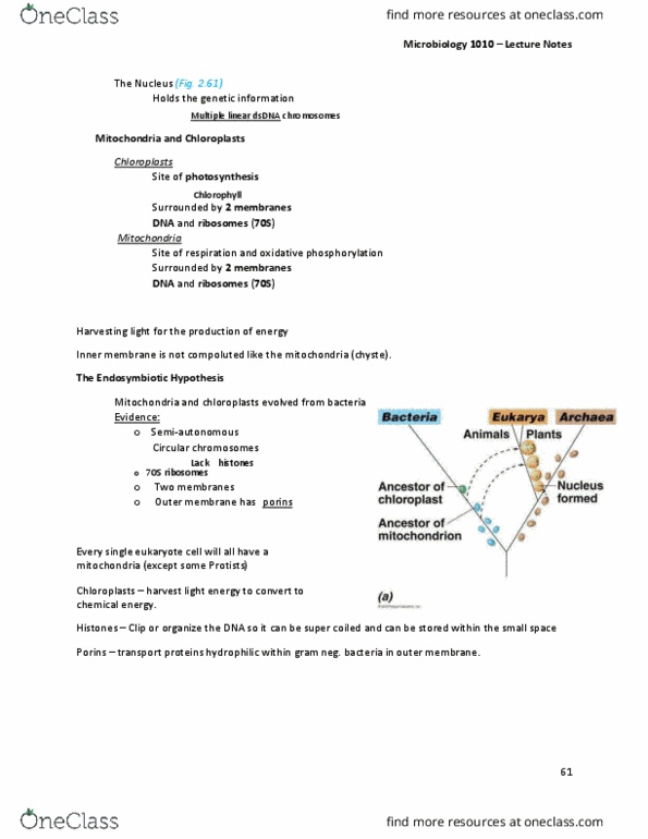 MBIO 1010 Lecture Notes - Lecture 11: Oxidative Phosphorylation, Inner Membrane, Microbiology thumbnail