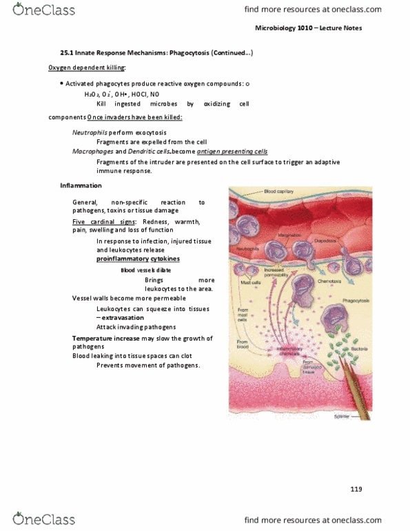 MBIO 1010 Lecture Notes - Lecture 22: Adaptive Immune System, Antigen-Presenting Cell, Reactive Oxygen Species thumbnail