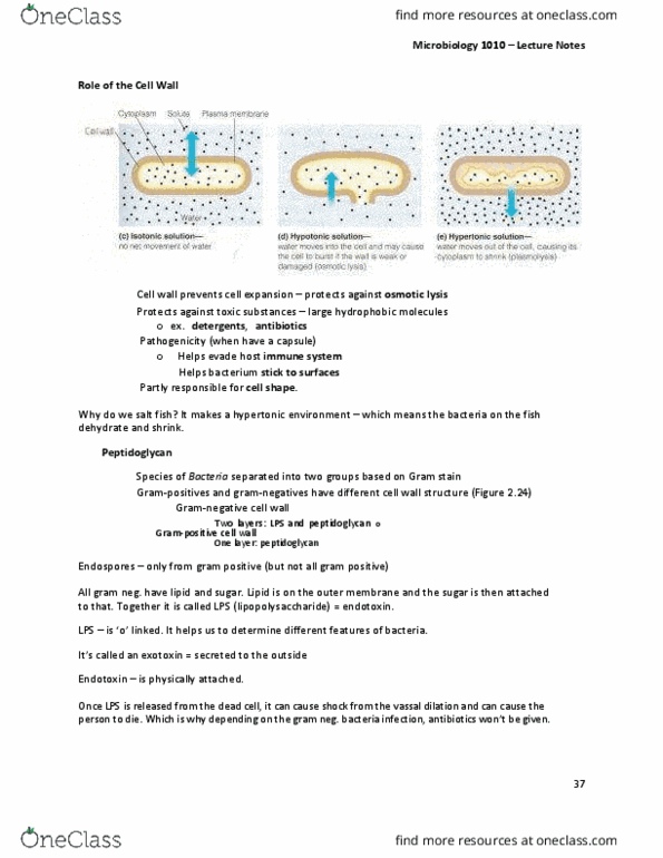 MBIO 1010 Lecture Notes - Lecture 7: Gram Staining, Tetrapeptide, Gram-Positive Bacteria thumbnail