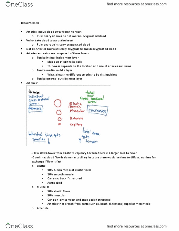 KIN 272 Lecture Notes - Lecture 1: Tunica Externa, Tunica Media, Pulmonary Vein thumbnail