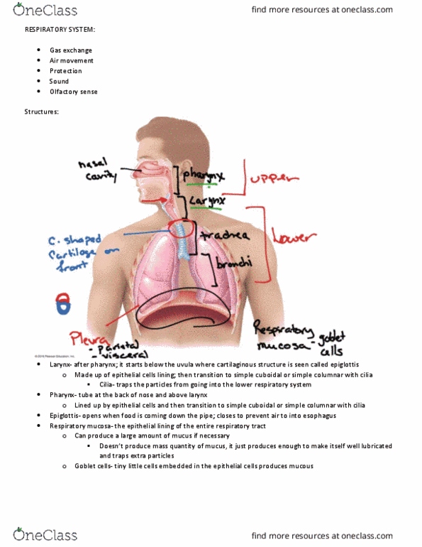 KIN 272 Lecture Notes - Lecture 3: Thoracic Cavity, Abdominal Cavity, Accessory Muscle thumbnail