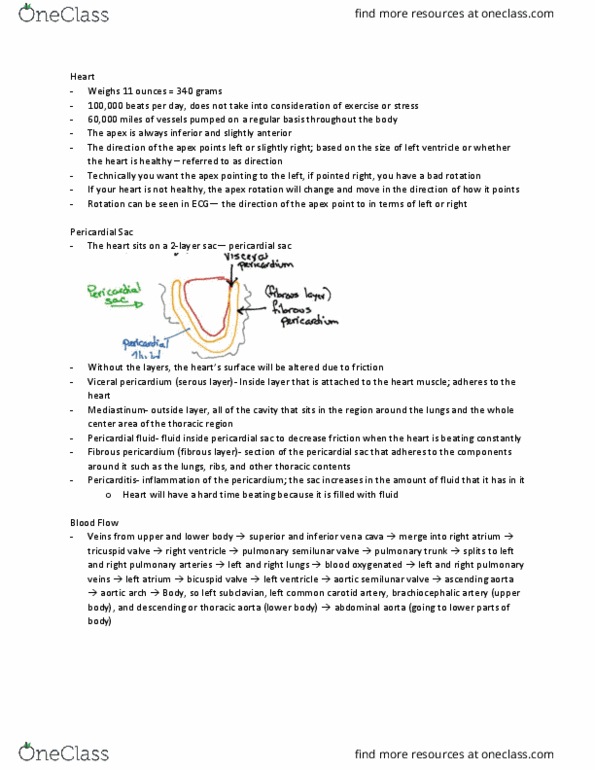 KIN 272 Lecture Notes - Lecture 5: Common Carotid Artery, Pericardium, Mitral Valve thumbnail