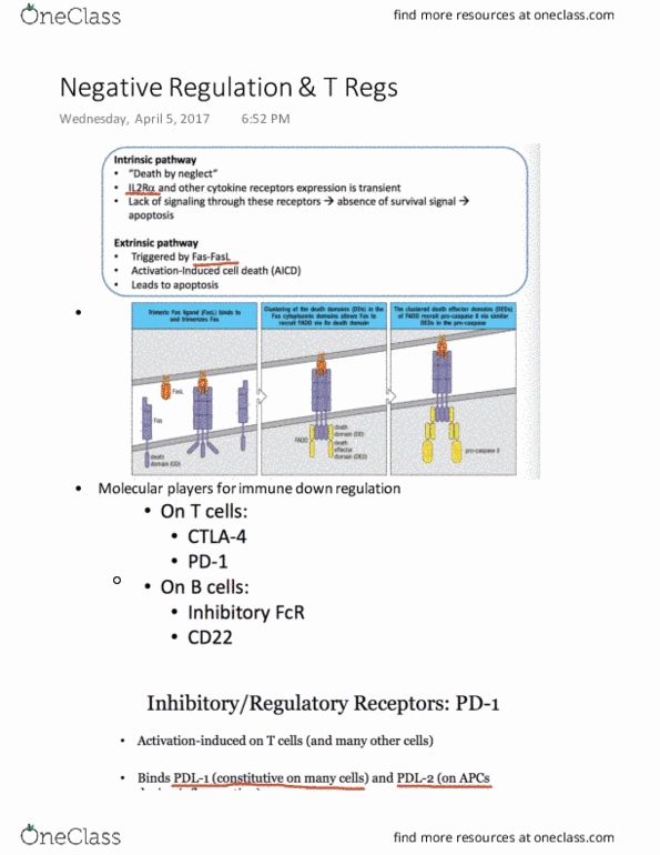 MIMM 214 Lecture 31: Negative Regulation & T Regs thumbnail