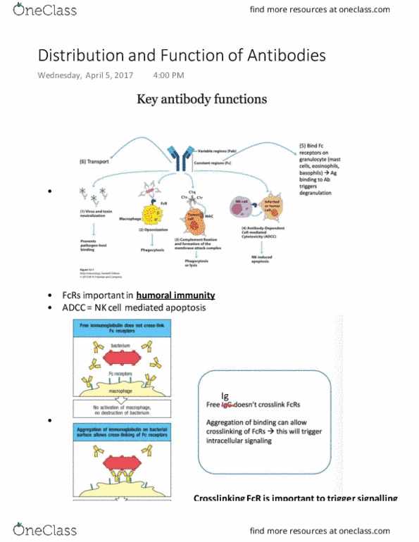 MIMM 214 Lecture 30: Distribution and Function of Antibodies thumbnail