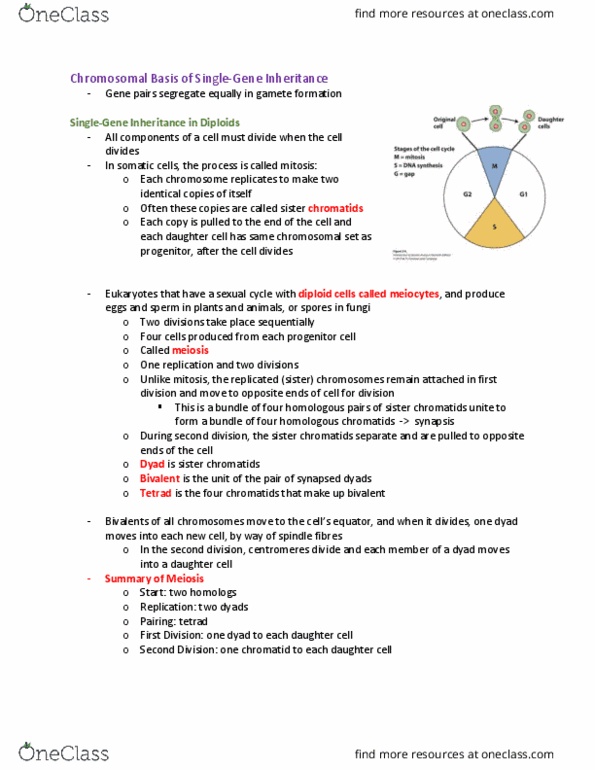 BIOL 205 Chapter Notes - Chapter 2: Sister Chromatids, Progenitor Cell, Chromosome Segregation thumbnail