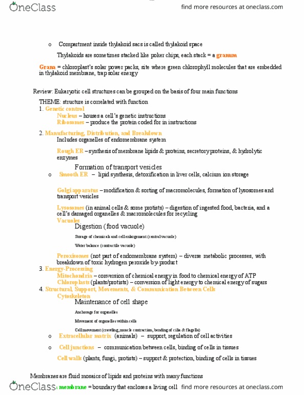BIOL 1000 Lecture Notes - Lecture 15: Thylakoid, Golgi Apparatus, Endoplasmic Reticulum thumbnail