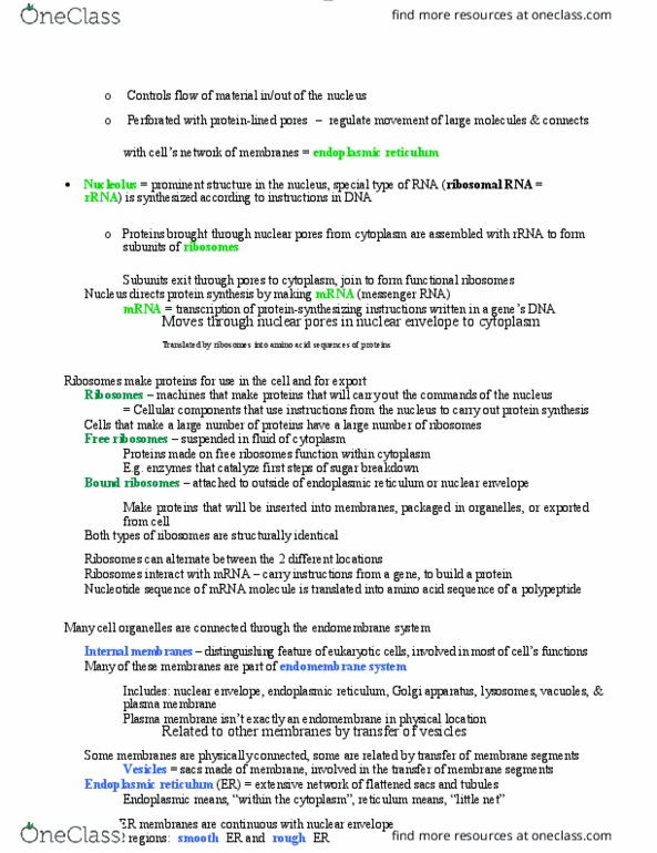 BIOL 1000 Lecture Notes - Lecture 11: Nuclear Pore, Nuclear Membrane, Ribosomal Rna thumbnail
