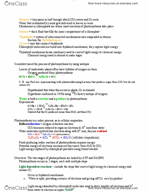 BIOL 1000 Lecture Notes - Lecture 26: Thylakoid, Redox, Oxygen-18 thumbnail