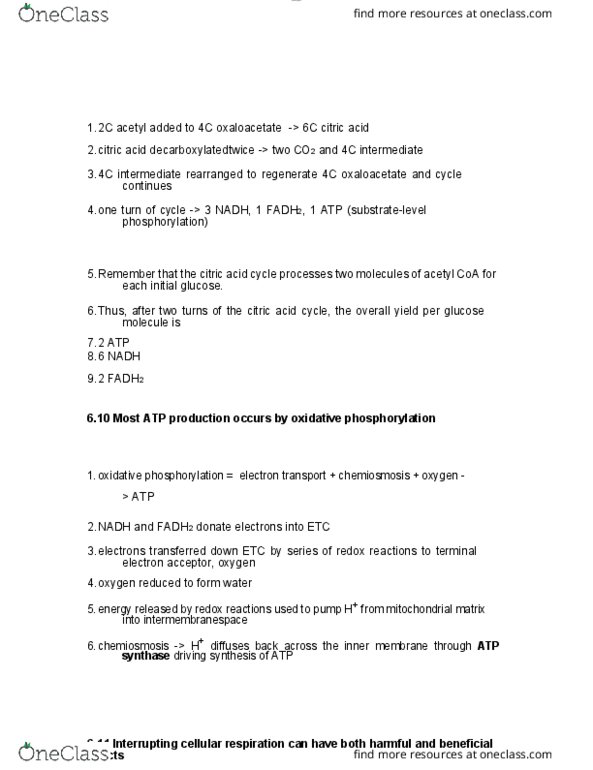 BIOL 1000 Chapter Notes - Chapter 6: Acetyl-Coa, Oxidative Phosphorylation, Oxaloacetic Acid thumbnail