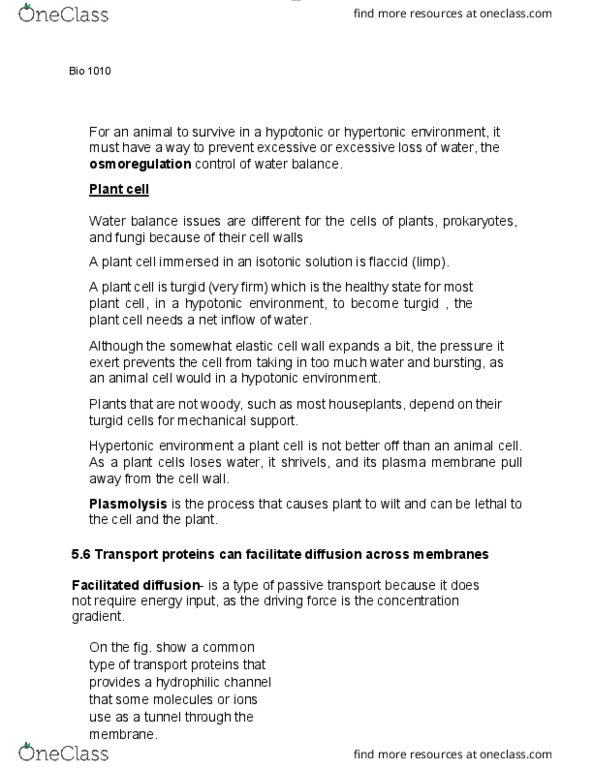 BIOL 1010 Lecture Notes - Lecture 13: Plasmolysis, Facilitated Diffusion, Plant Cell thumbnail