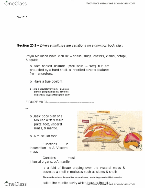 BIOL 1010 Lecture Notes - Lecture 47: Mollusca, Body Plan, Land Snail thumbnail