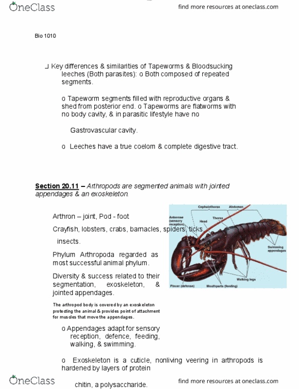 BIOL 1010 Lecture Notes - Lecture 51: Gastrovascular Cavity, Cestoda, Arthropod thumbnail