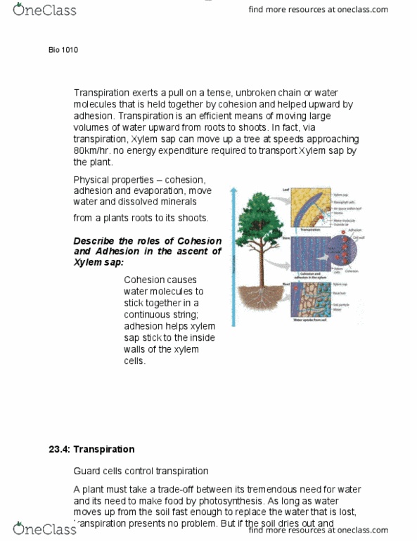 BIOL 1010 Lecture Notes - Lecture 69: Transpiration, Guard Cell, Phloem thumbnail