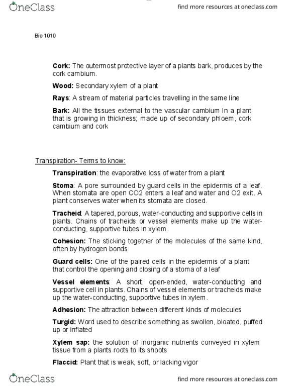 BIOL 1010 Lecture Notes - Lecture 73: Cork Cambium, Vascular Cambium, Xylem thumbnail