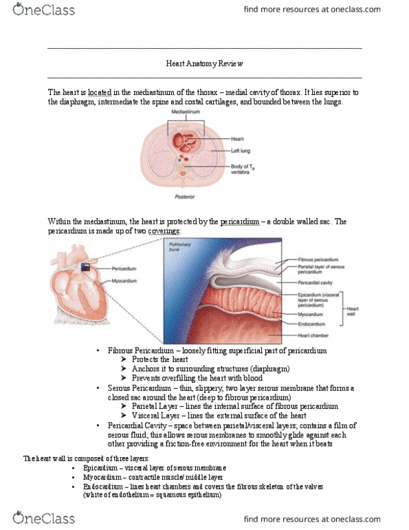 KN 252 Lecture Notes - Lecture 6: Posterior Interventricular Sulcus, Interatrial Septum, Interventricular Septum thumbnail