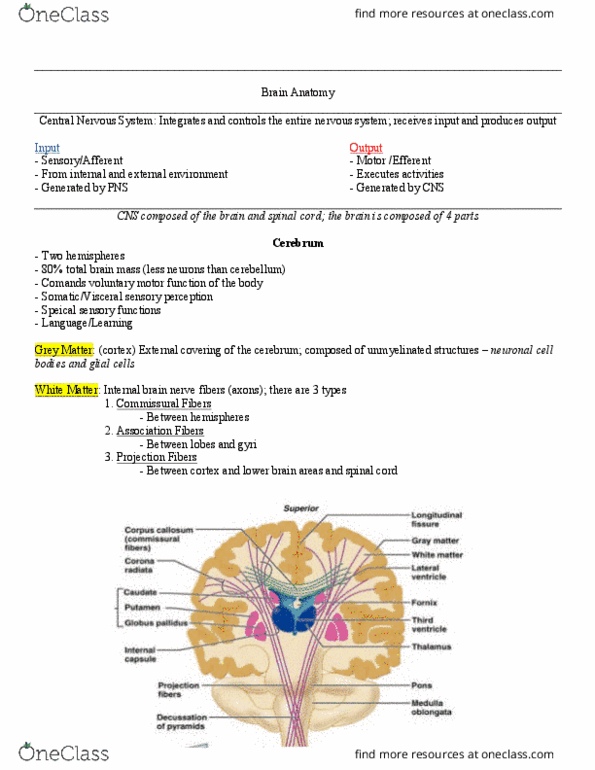 KN 252 Lecture Notes - Lecture 9: Precentral Gyrus, Postcentral Gyrus, Parietal Lobe thumbnail