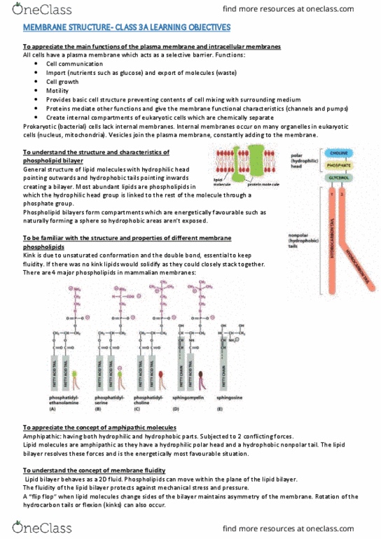 SLE206 Lecture Notes - Lecture 3: Lipid Bilayer, Cell Membrane, Amphiphile thumbnail