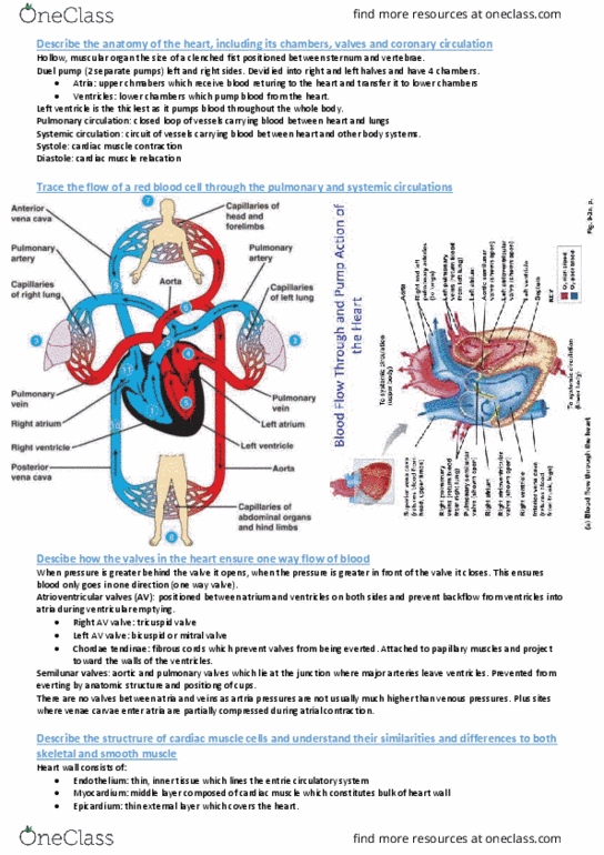 SLE221 Lecture Notes - Lecture 3: Chordae Tendineae, Tricuspid Valve, Heart Valve thumbnail