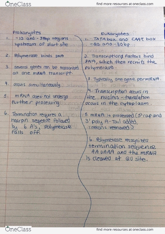 BIOL 1090 Lecture Notes - Lecture 4: Caat Box, Tata Box thumbnail