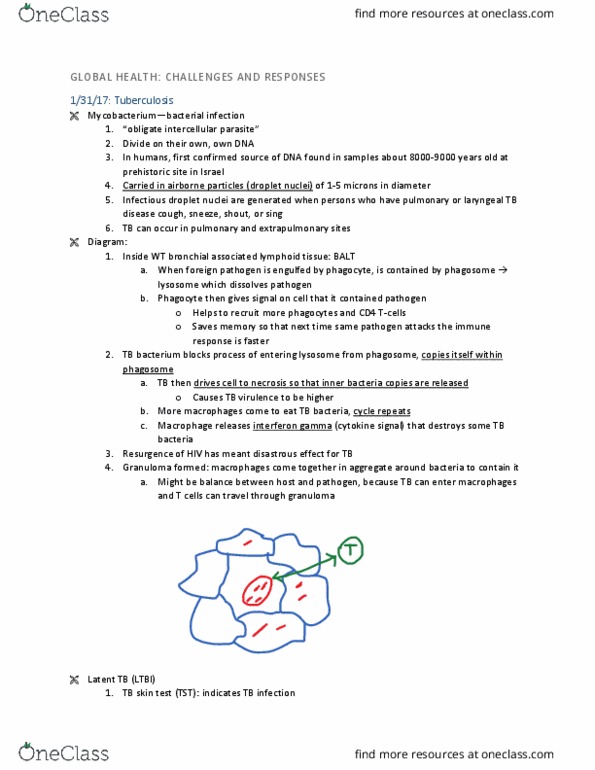 HLTH 230b Lecture Notes - Lecture 3: Interferon Gamma, Granuloma, Phagosome thumbnail