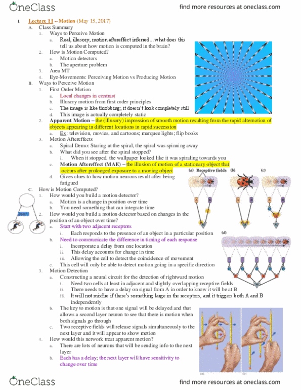 PSC 131 Lecture Notes - Lecture 11: Motion Aftereffect, Illusory Motion, Receptive Field thumbnail