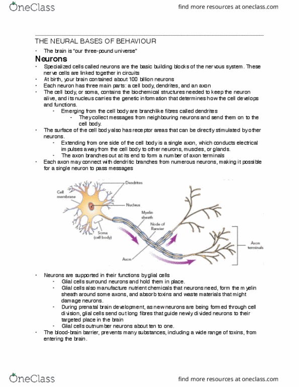 Psychology 1000 Chapter Notes - Chapter 3: Neurotransmitter Receptor, Somatic Nervous System, Sympathetic Nervous System thumbnail