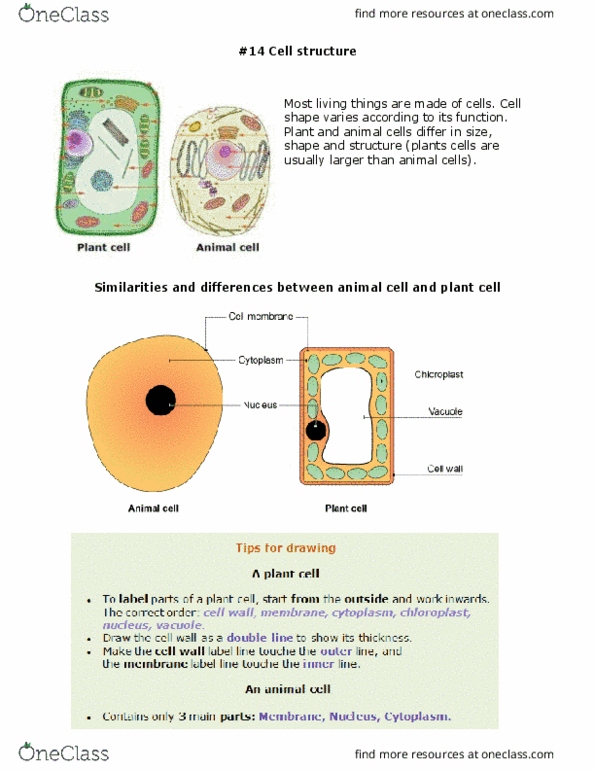 CAS BI 107 Study Guide - Spring 2017, Quiz - Potential Gradient, Vascular Bundle, Mitochondrion CAS BI 107 Study Guide - Spring 2017, Quiz - Potential Gradient, Vascular Bundle, Mitochondrion