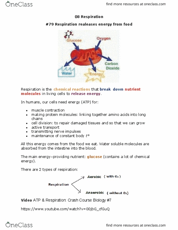 Atp Respiration Crash Course Biology 7 Answers Wasfa Blog