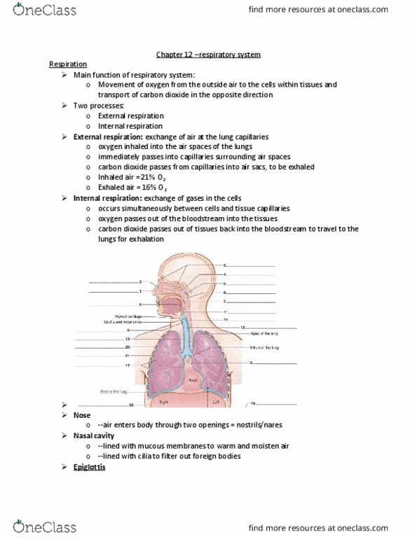 MEDT220 Lecture Notes - Lecture 12: Mycobacterium Tuberculosis, Tuberculin, Mechanical Ventilation thumbnail