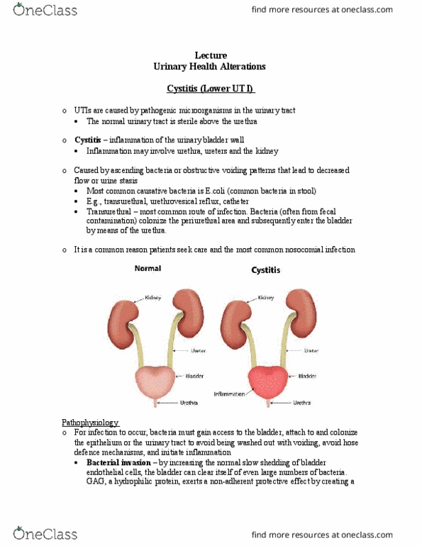 NURS 3014 Lecture Notes - Lecture 16: Interstitial Nephritis, Episiotomy, Quinolone thumbnail