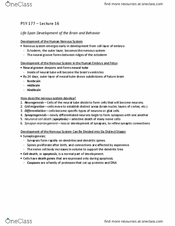 PSY 177 Lecture Notes - Lecture 16: Autism Spectrum, Fetus, Hindbrain thumbnail