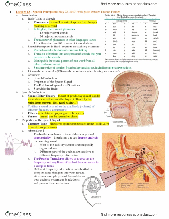 PSC 131 Lecture Notes - Lecture 13: Speech Perception, Fourier Analysis, Formant thumbnail