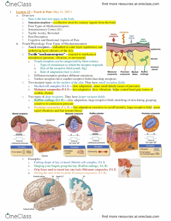 PSC 131 Lecture Notes - Lecture 15: Lamellar Corpuscle, Michael Merzenich, Bulbous Corpuscle thumbnail