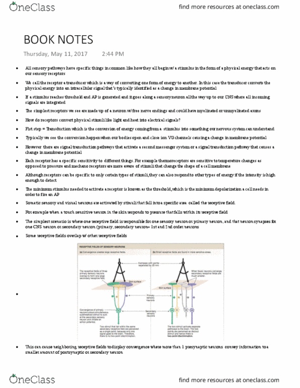 BIPN 100 Chapter Notes - Chapter 10: Receptive Field, Sensory Neuron, Membrane Potential thumbnail