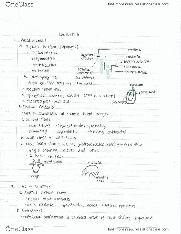 01:119:116 Lecture Notes - Lecture 6: Gastrovascular Cavity, Return Of The Jedi, List Of Roman Deities thumbnail