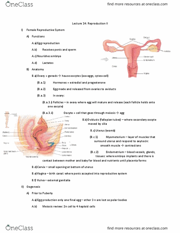 01:119:116 Lecture Notes - Lecture 15: Oocyte, Zona Pellucida, Oogonium thumbnail