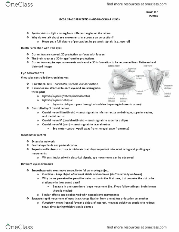 PSYB51H3 Chapter Notes - Chapter 6: Abducens Nerve, Superior Rectus Muscle, Medial Rectus Muscle thumbnail