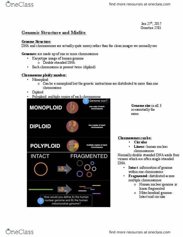 Biology 2581B Lecture Notes - Lecture 6: Deinococcus Radiodurans, Dna Replication, Borrelia thumbnail