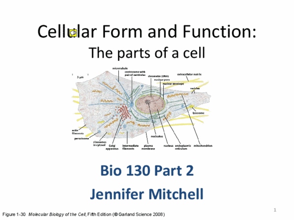 BIO130H1 Lecture Notes - Glycolipid, Protein Kinase C, Peripheral Membrane Protein thumbnail