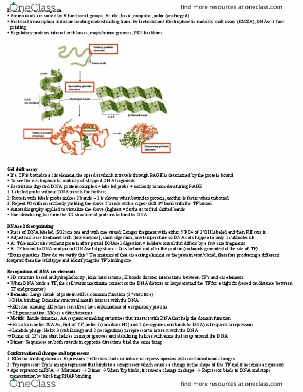 BIOL308 Lecture Notes - Lecture 15: Electrophoretic Mobility Shift Assay, Deoxyribonuclease I, Electrophoresis thumbnail