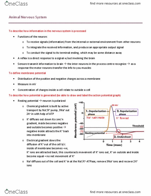 BISC 101 Lecture Notes - Lecture 22: Electrochemical Gradient, Resting Potential, Action Potential thumbnail