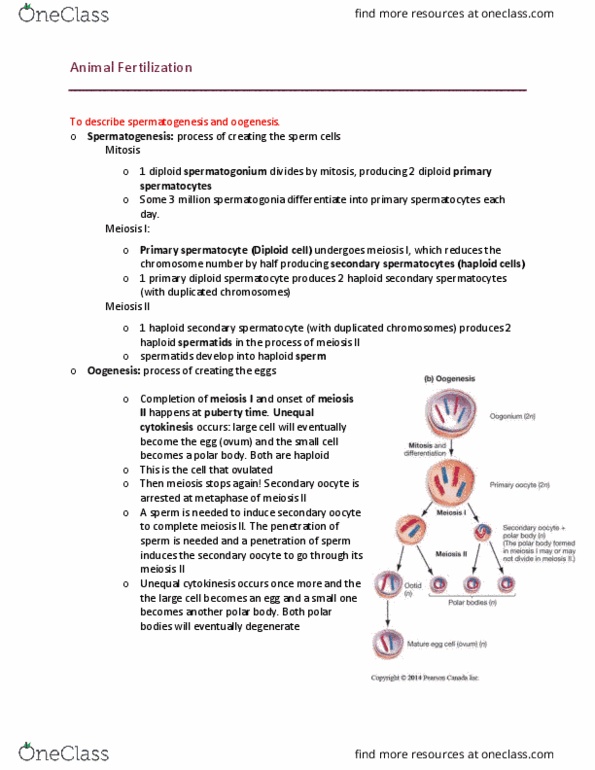 BISC 101 Lecture Notes - Lecture 25: Spermatocyte, Oogenesis, Spermatid thumbnail
