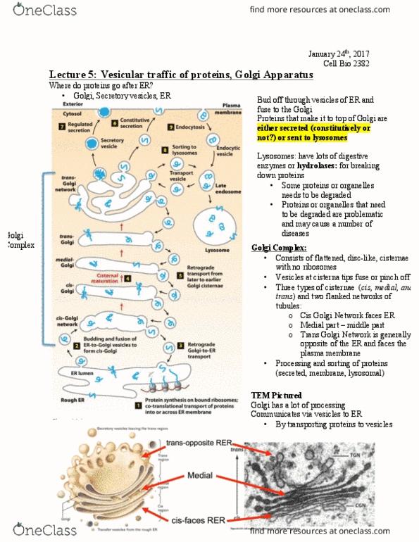 Biology 2382B Lecture Notes - Lecture 5: Golgi Apparatus, Copii, Secretion thumbnail