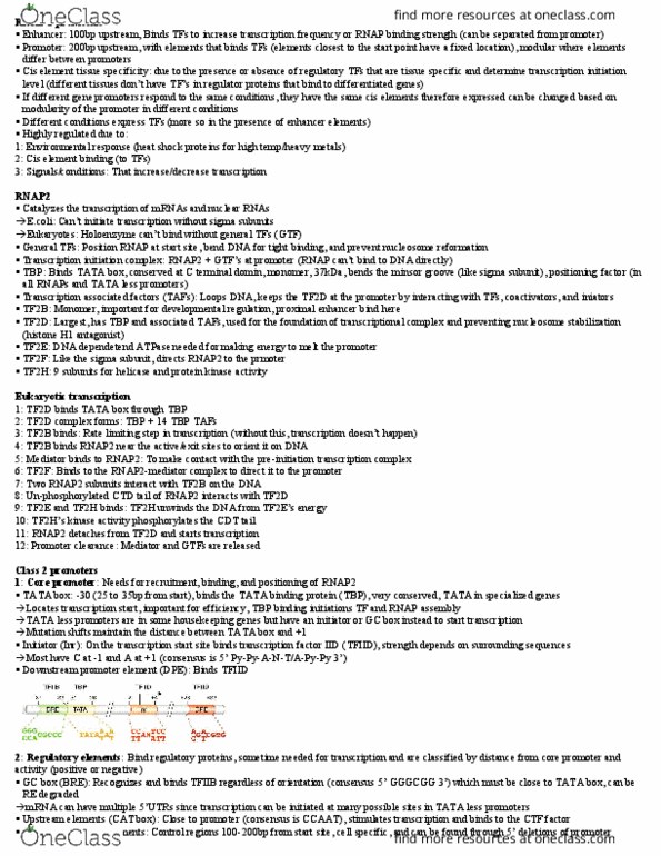 BIOL308 Lecture Notes - Lecture 16: Tata Box, Tata-Binding Protein, Eukaryotic Transcription thumbnail