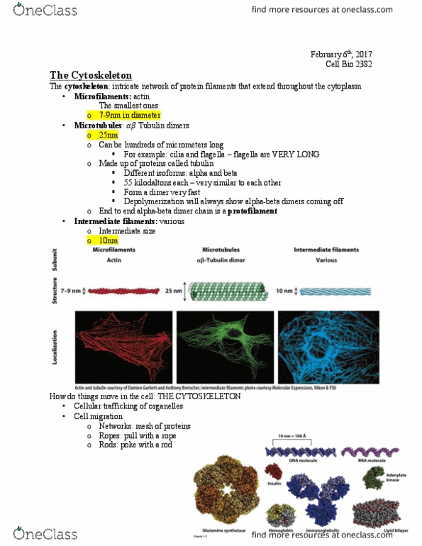 Biology 2382B Lecture Notes - Lecture 8: Microtubule Organizing Center, Depolymerization, Centrosome thumbnail