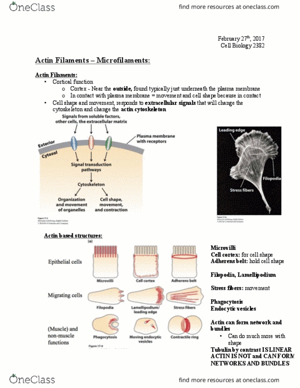 Biology 2382B Lecture Notes - Lecture 10: Cell Membrane, Microfilament, Cdc42 thumbnail