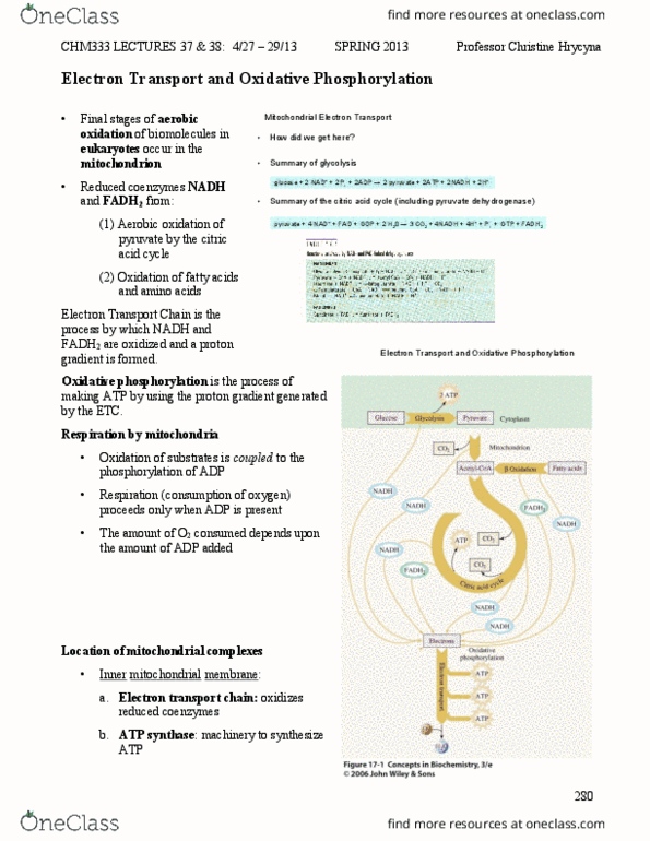 BIOL 2021 Lecture Notes - Lecture 10: Inner Mitochondrial Membrane, Succinate Dehydrogenase, Pyruvate Dehydrogenase thumbnail