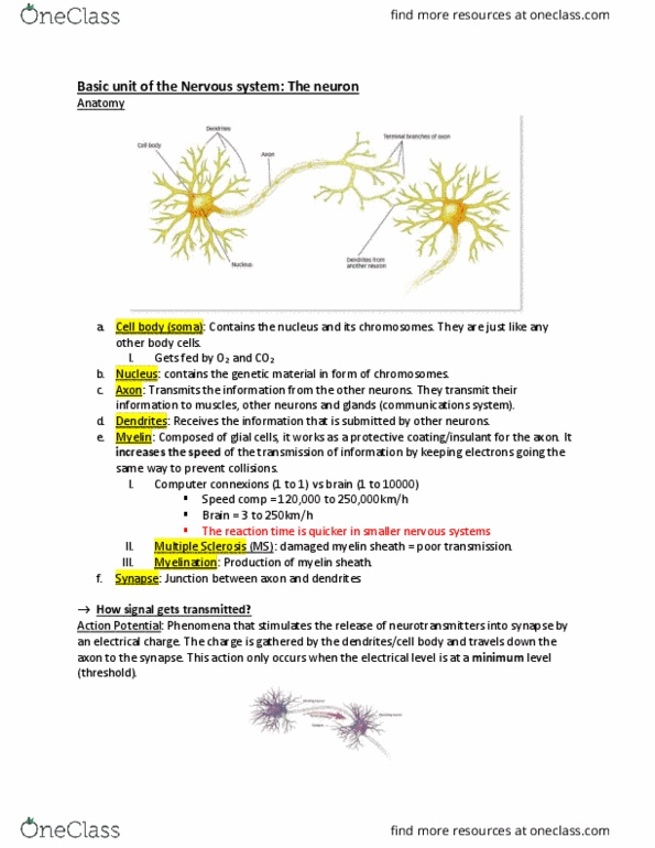 PSY 1101 Chapter Notes - Chapter 2: Axon Terminal, Action Potential, Neuron thumbnail