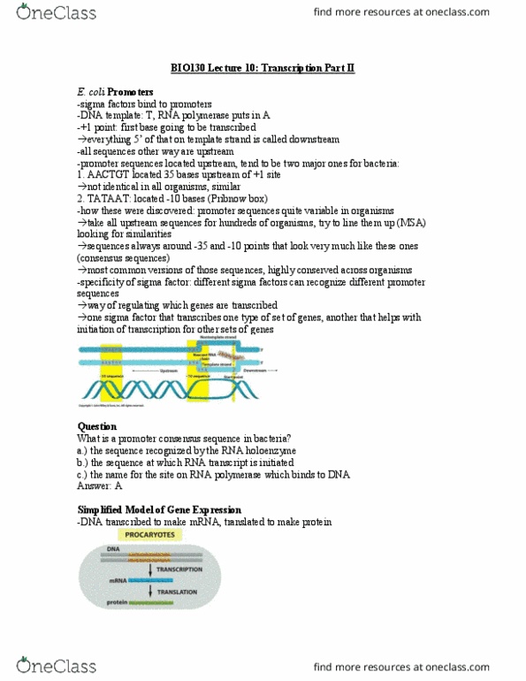 BIO130H1 Lecture Notes - Lecture 10: C-Terminus, Rna Polymerase Ii, Transcription Factor Ii A thumbnail